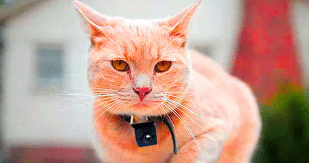 Best Collar for Cats