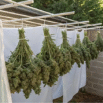 How to Keep Bud from Drying Out